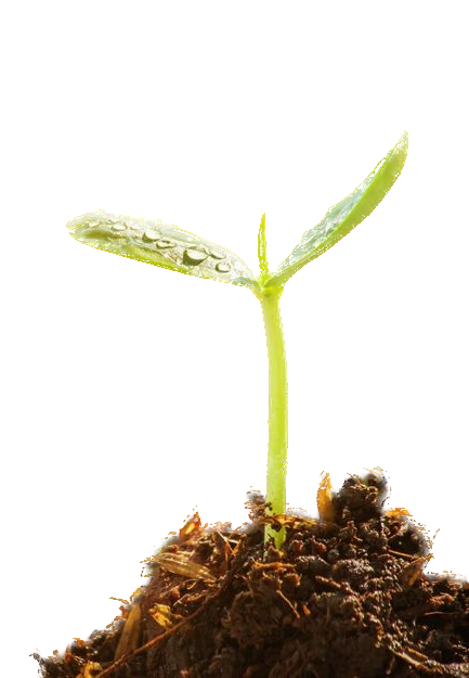 Seed